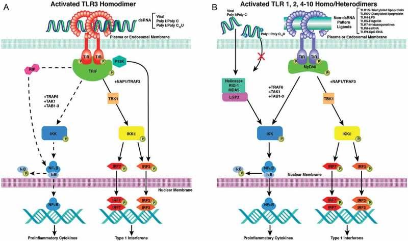https://cdn.ncbi.nlm.nih.gov/pmc/blobs/eaed/4917909/36cac31fa19e/ierj_a_1172960_f0001_c.jpg