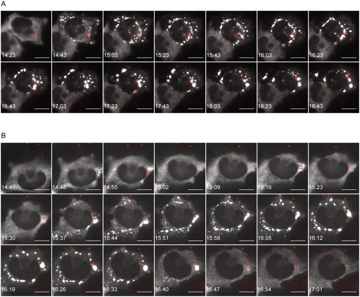https://cdn.ncbi.nlm.nih.gov/pmc/blobs/eaed/5066959/30ac9fc8837e/ppat.1005942.g004.jpg