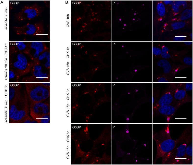 https://cdn.ncbi.nlm.nih.gov/pmc/blobs/eaed/5066959/c71c24d5f375/ppat.1005942.g005.jpg