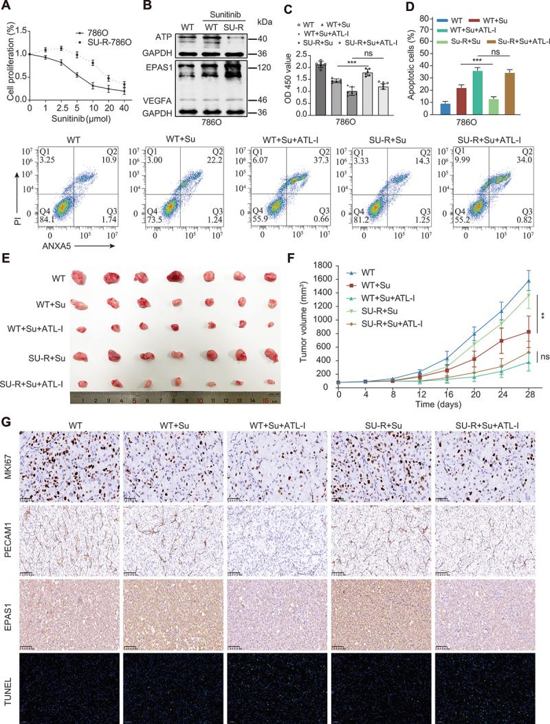 https://cdn.ncbi.nlm.nih.gov/pmc/blobs/eaef/11849937/b8cc3fde6f46/KAUP_A_2421699_F0008_C.jpg