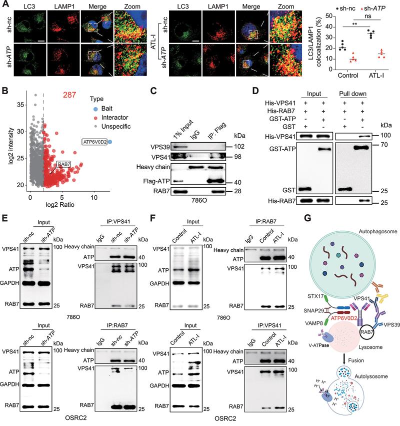 https://cdn.ncbi.nlm.nih.gov/pmc/blobs/eaef/11849937/c745e4e46911/KAUP_A_2421699_F0007_C.jpg