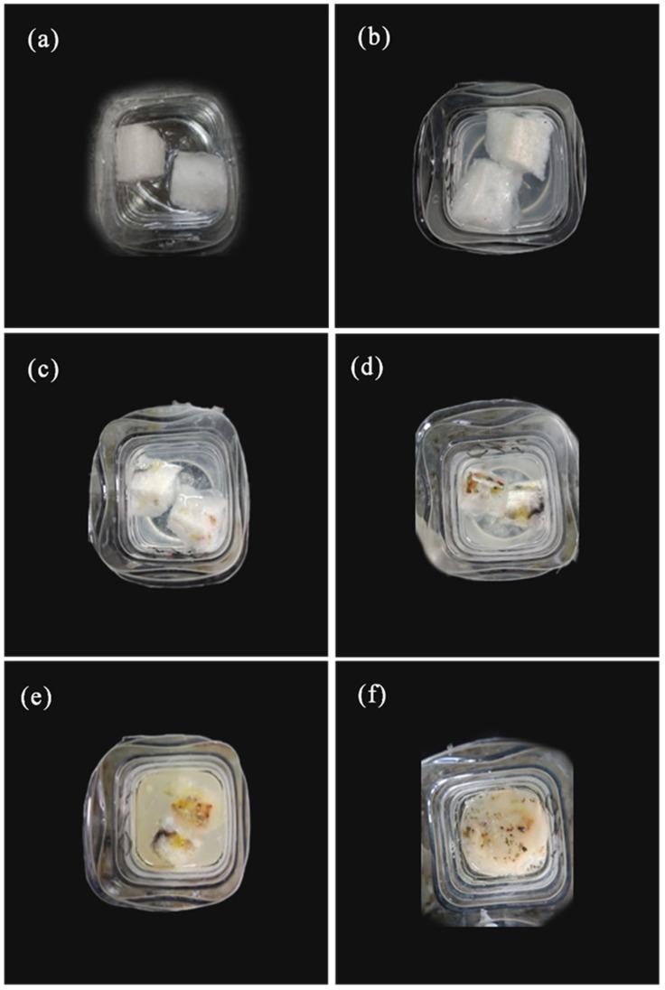 https://cdn.ncbi.nlm.nih.gov/pmc/blobs/eaf1/7694691/c6b31b6e4d75/polymers-12-02612-g009.jpg