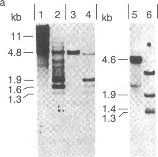 https://cdn.ncbi.nlm.nih.gov/pmc/blobs/eaf2/323839/550d7257b17c/pnas00317-0273-b.jpg