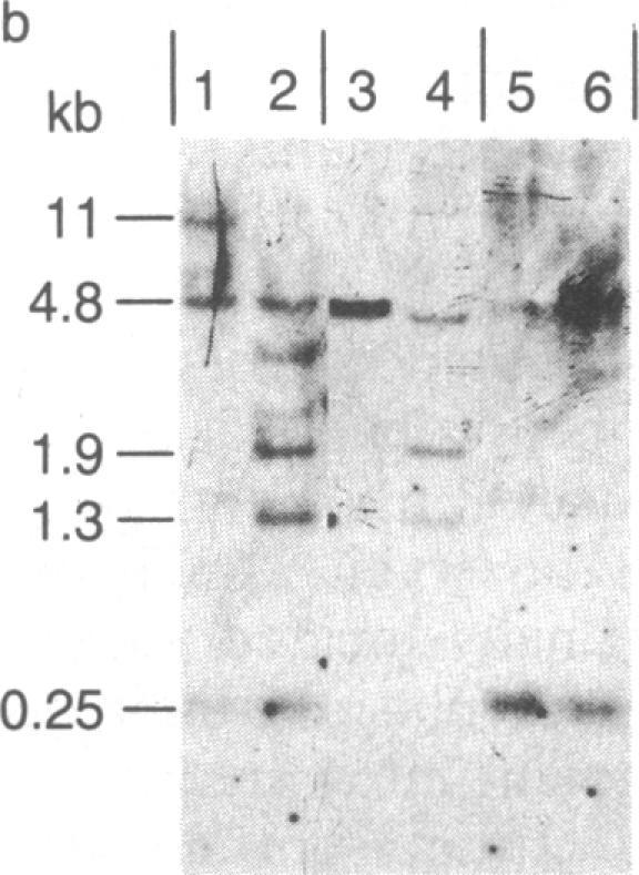 https://cdn.ncbi.nlm.nih.gov/pmc/blobs/eaf2/323839/586e3f4321c8/pnas00317-0273-a.jpg