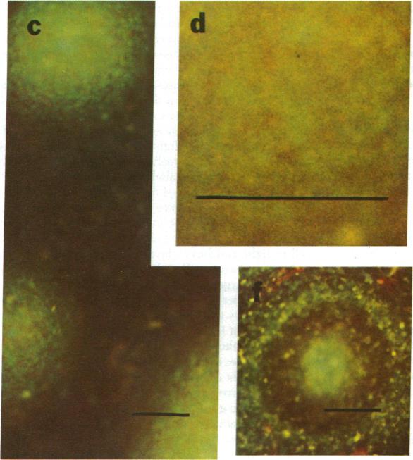 https://cdn.ncbi.nlm.nih.gov/pmc/blobs/eaf5/383959/52fb13e00098/pnas00008-0415-c.jpg