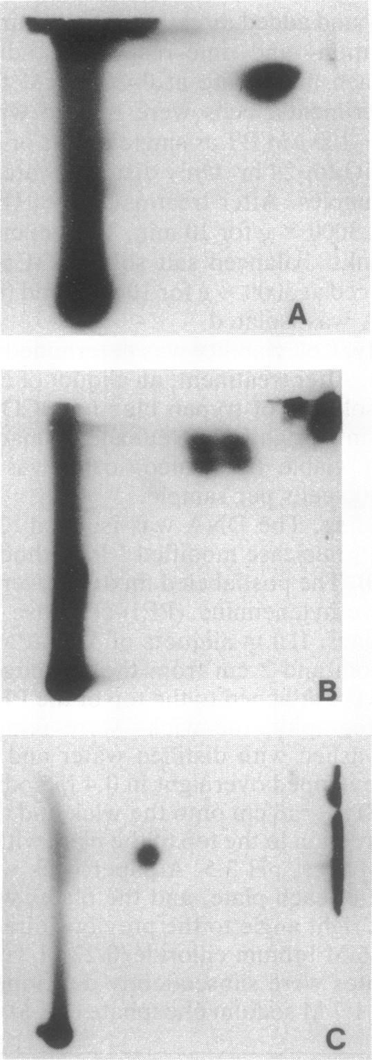 https://cdn.ncbi.nlm.nih.gov/pmc/blobs/eaf7/49654/03a0fcc308ec/pnas01089-0453-a.jpg