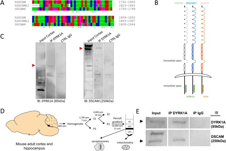 https://cdn.ncbi.nlm.nih.gov/pmc/blobs/eaf7/9348576/10c153a64987/LSA-2021-01205_Fig8.jpg