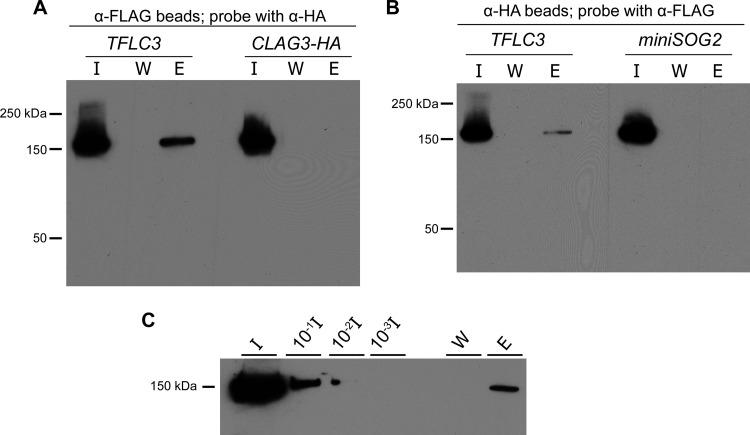 https://cdn.ncbi.nlm.nih.gov/pmc/blobs/eaf9/5941077/7ede6701dd8d/mbo0031838700003.jpg