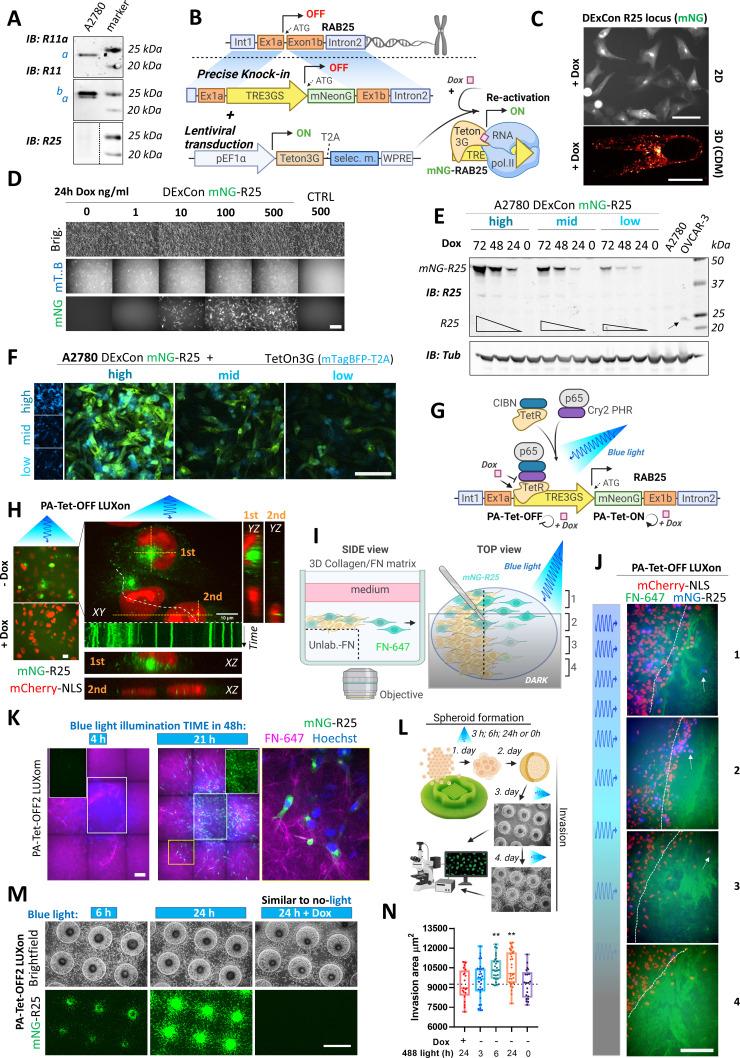 https://cdn.ncbi.nlm.nih.gov/pmc/blobs/eafb/9203059/0ec7016e2a9e/elife-76651-fig3.jpg
