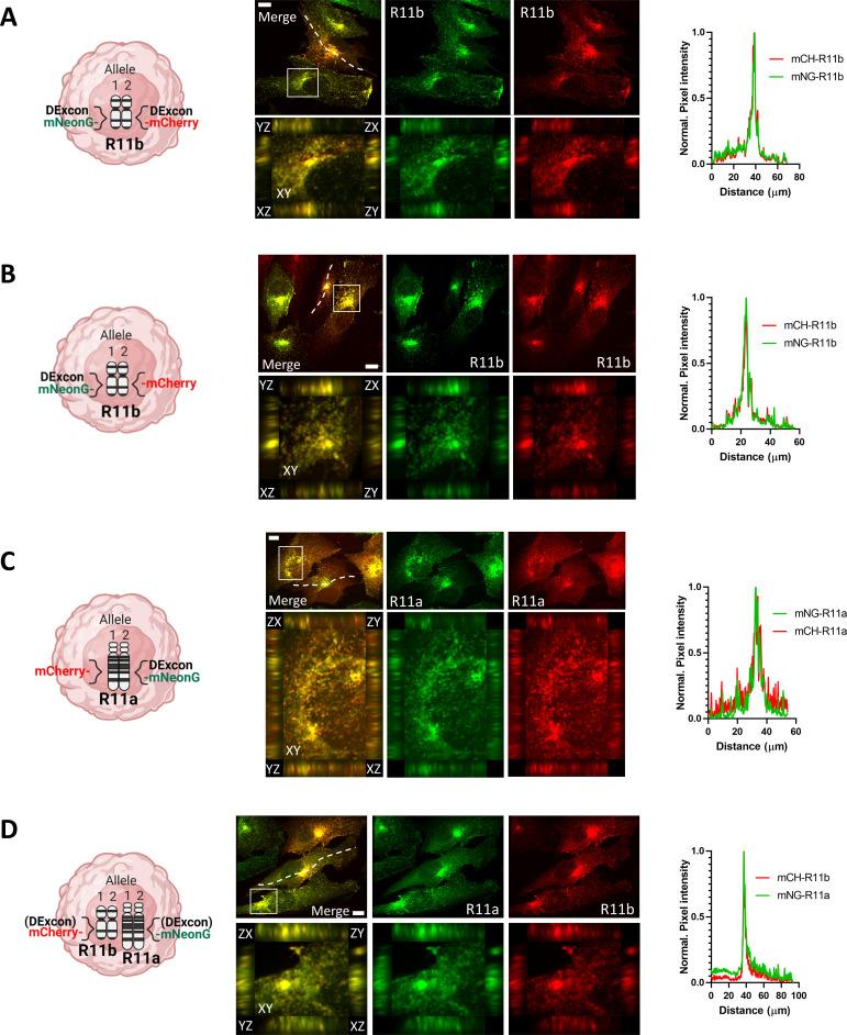 https://cdn.ncbi.nlm.nih.gov/pmc/blobs/eafb/9203059/a4f28f29e6ae/elife-76651-fig5-figsupp2.jpg
