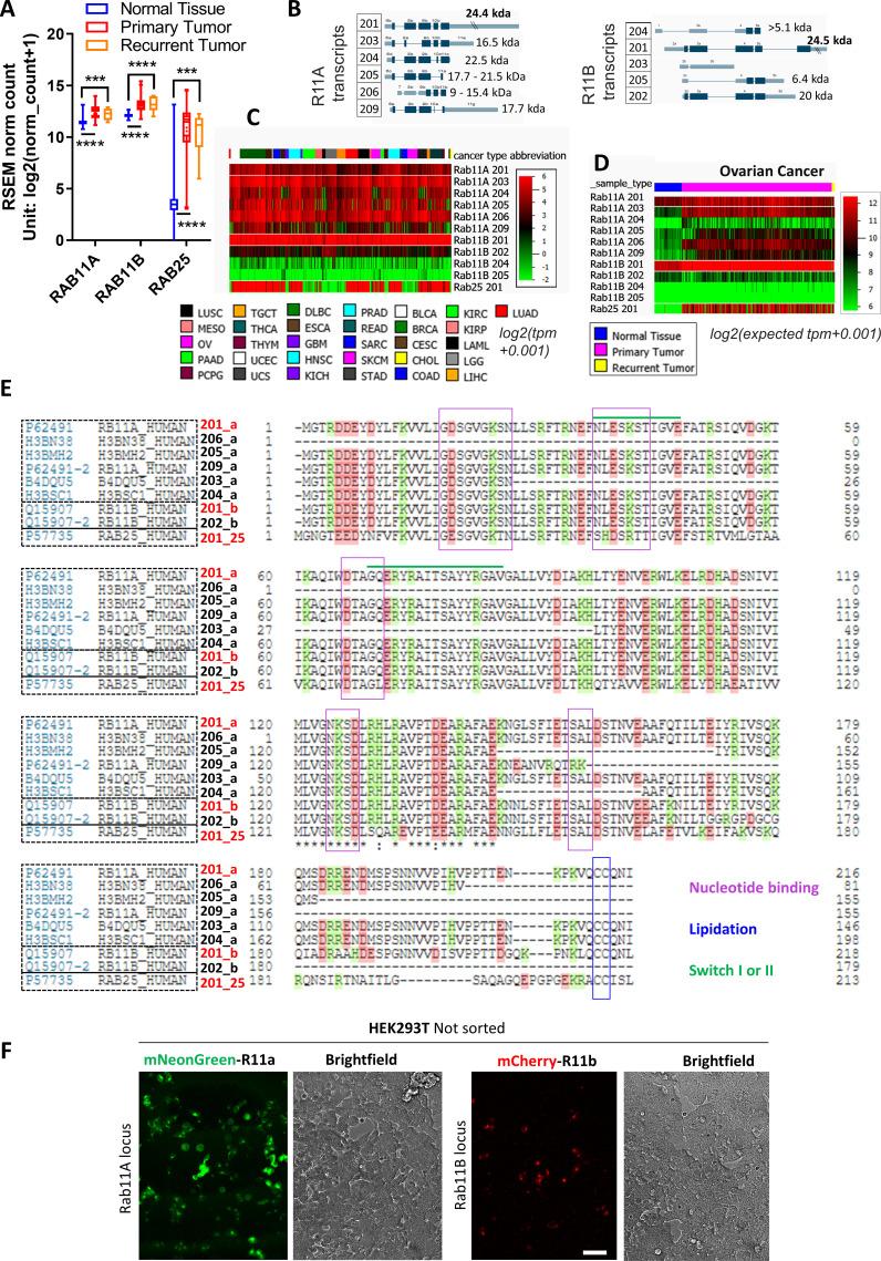 https://cdn.ncbi.nlm.nih.gov/pmc/blobs/eafb/9203059/ed2bbef2bb83/elife-76651-fig1-figsupp1.jpg