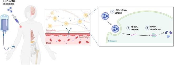 https://cdn.ncbi.nlm.nih.gov/pmc/blobs/eafd/11185168/cc336fd45561/research.0370.fig.006.jpg