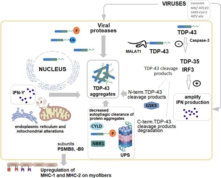 https://cdn.ncbi.nlm.nih.gov/pmc/blobs/eafe/11062973/0254e18153c1/10238_2024_1353_Fig1_HTML.jpg
