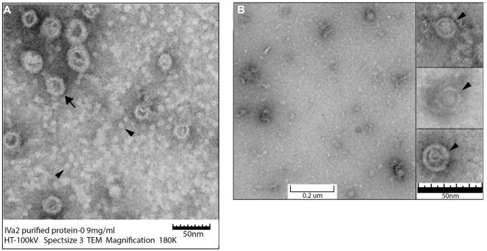 https://cdn.ncbi.nlm.nih.gov/pmc/blobs/eafe/4404914/00e99ee5bcb6/fmicb-06-00318-g006.jpg
