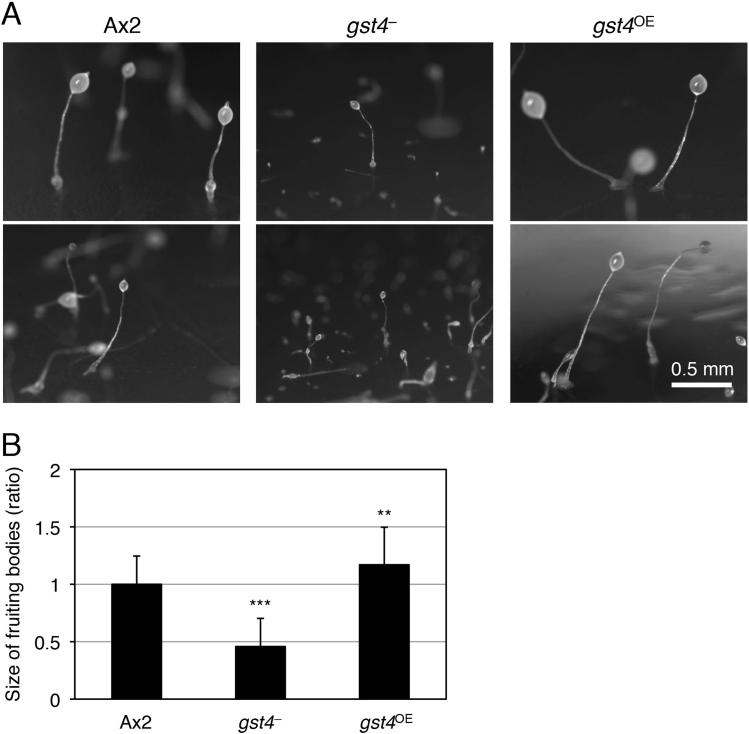 https://cdn.ncbi.nlm.nih.gov/pmc/blobs/eb01/5613964/a9b1d4dcd176/gr4a.jpg