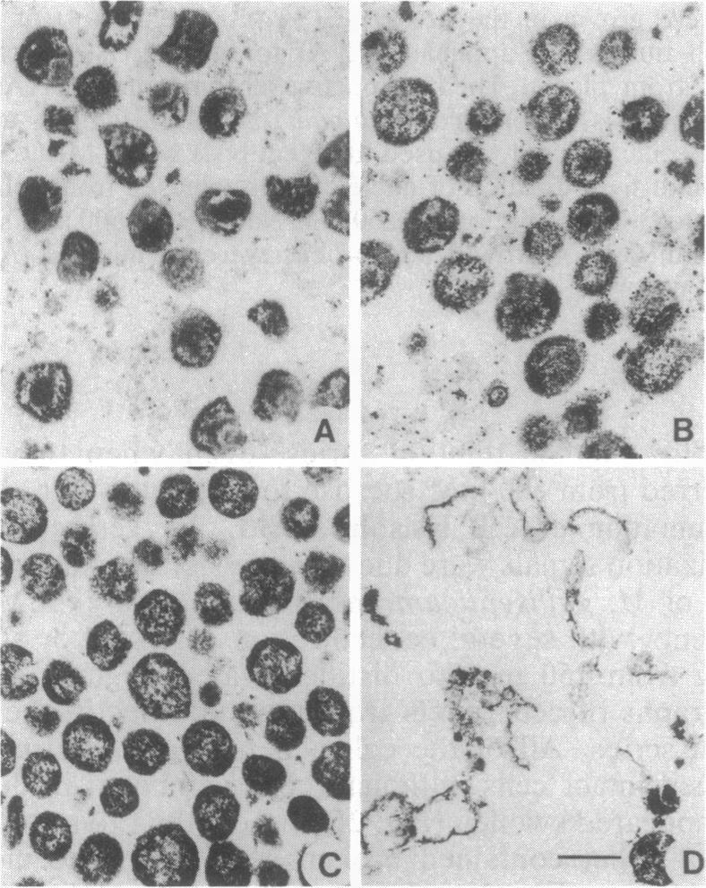 https://cdn.ncbi.nlm.nih.gov/pmc/blobs/eb02/206143/e5194c01f0b4/jbacter00069-0040-b.jpg