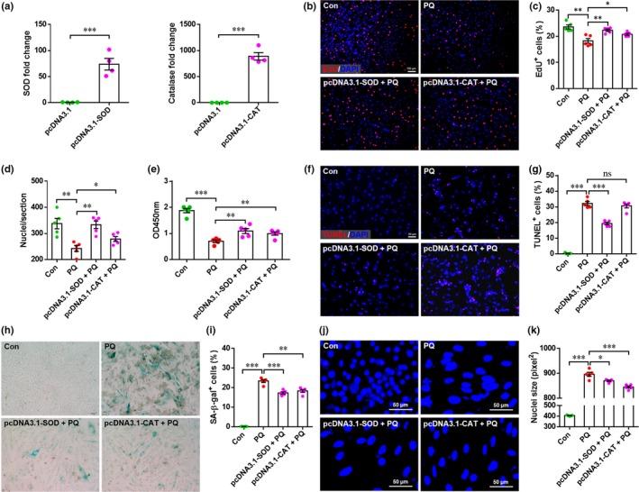 https://cdn.ncbi.nlm.nih.gov/pmc/blobs/eb07/6718552/0feacf7afafe/ACEL-18-e12990-g006.jpg
