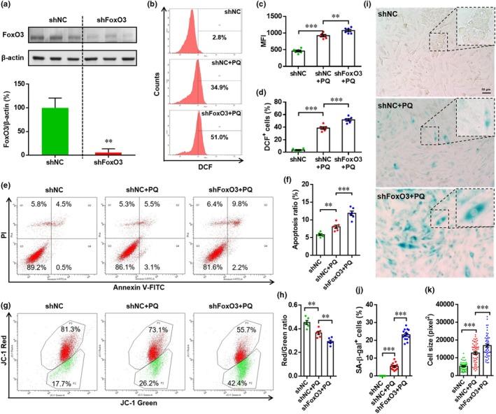 https://cdn.ncbi.nlm.nih.gov/pmc/blobs/eb07/6718552/8033ba4ec7e7/ACEL-18-e12990-g002.jpg