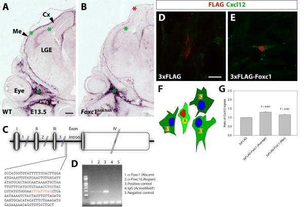 https://cdn.ncbi.nlm.nih.gov/pmc/blobs/eb0a/3287125/da79f60a5f18/1749-8104-7-2-2.jpg