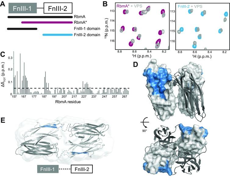 https://cdn.ncbi.nlm.nih.gov/pmc/blobs/eb0a/5605196/0d6c184bf42b/elife-26163-fig6.jpg