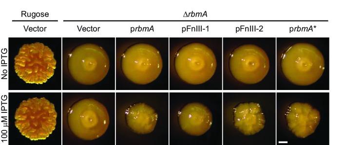 https://cdn.ncbi.nlm.nih.gov/pmc/blobs/eb0a/5605196/97faafd27d6c/elife-26163-fig6-figsupp3.jpg