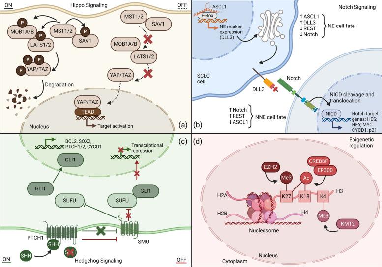 https://cdn.ncbi.nlm.nih.gov/pmc/blobs/eb0b/10893629/04cb4ec07dfd/12943_2024_1953_Fig4_HTML.jpg