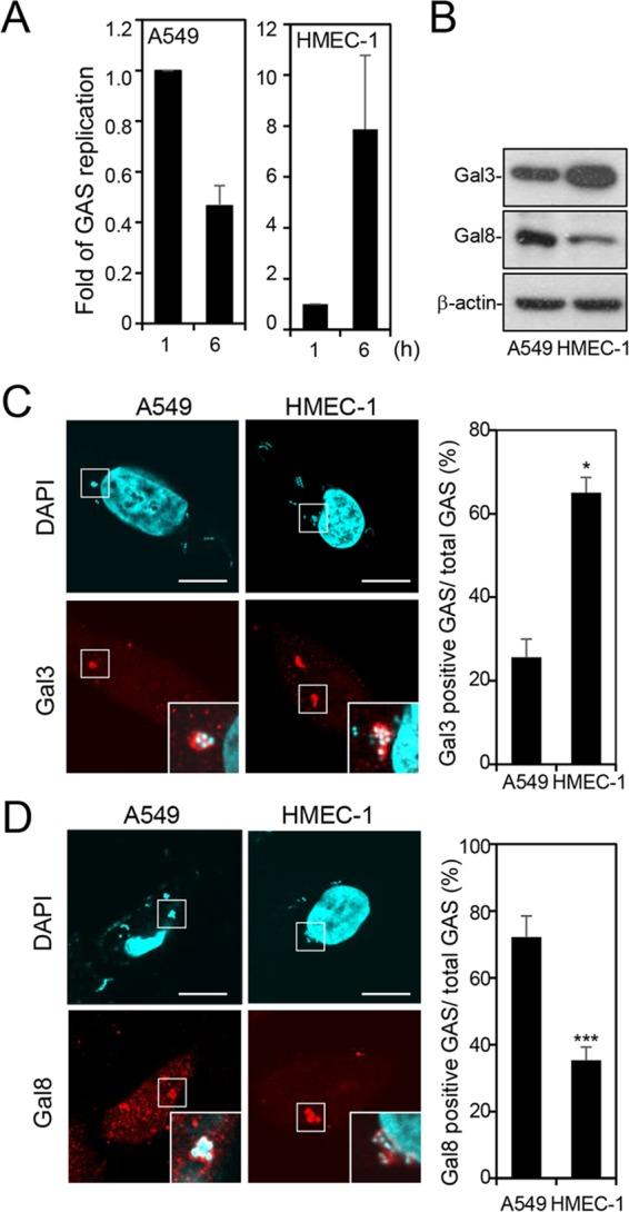 https://cdn.ncbi.nlm.nih.gov/pmc/blobs/eb0d/5527311/006b436ca30e/mbo0041734020001.jpg