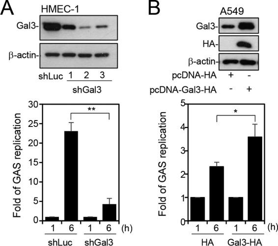 https://cdn.ncbi.nlm.nih.gov/pmc/blobs/eb0d/5527311/4d872934bda5/mbo0041734020002.jpg