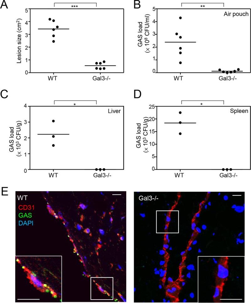 https://cdn.ncbi.nlm.nih.gov/pmc/blobs/eb0d/5527311/b0906ef86640/mbo0041734020006.jpg