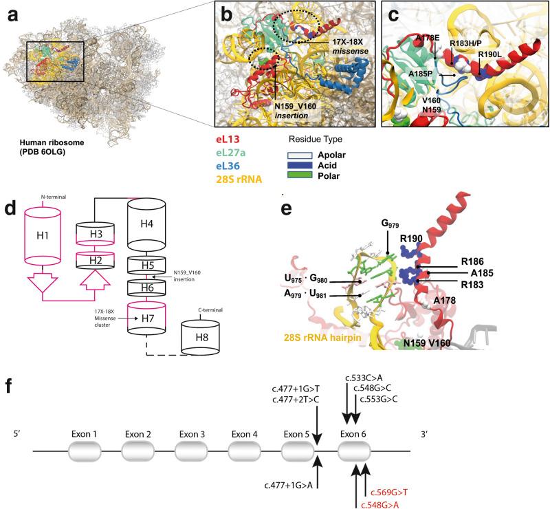 https://cdn.ncbi.nlm.nih.gov/pmc/blobs/eb0f/10665555/9016d53728d8/41525_2023_380_Fig1_HTML.jpg