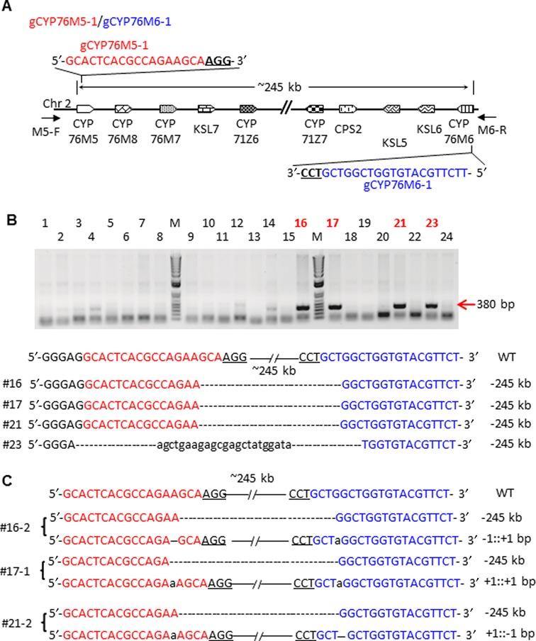 https://cdn.ncbi.nlm.nih.gov/pmc/blobs/eb0f/4176183/c8fa1be74c64/gku806fig8.jpg