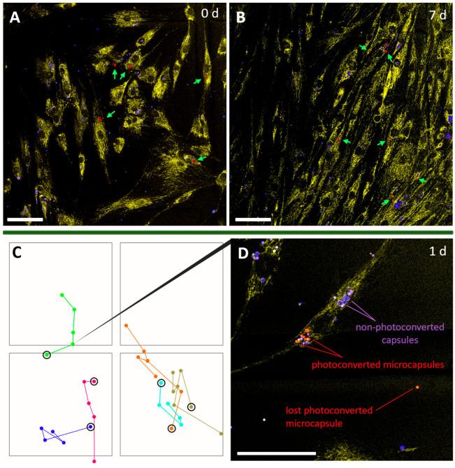 https://cdn.ncbi.nlm.nih.gov/pmc/blobs/eb16/10488098/7b765bb7823e/ijms-24-13665-g005.jpg