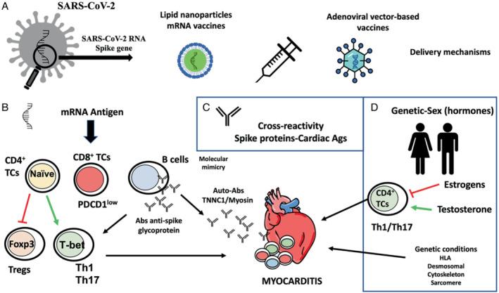 https://cdn.ncbi.nlm.nih.gov/pmc/blobs/eb17/9538893/6b89aa211cc7/EJHF-9999-0-g004.jpg