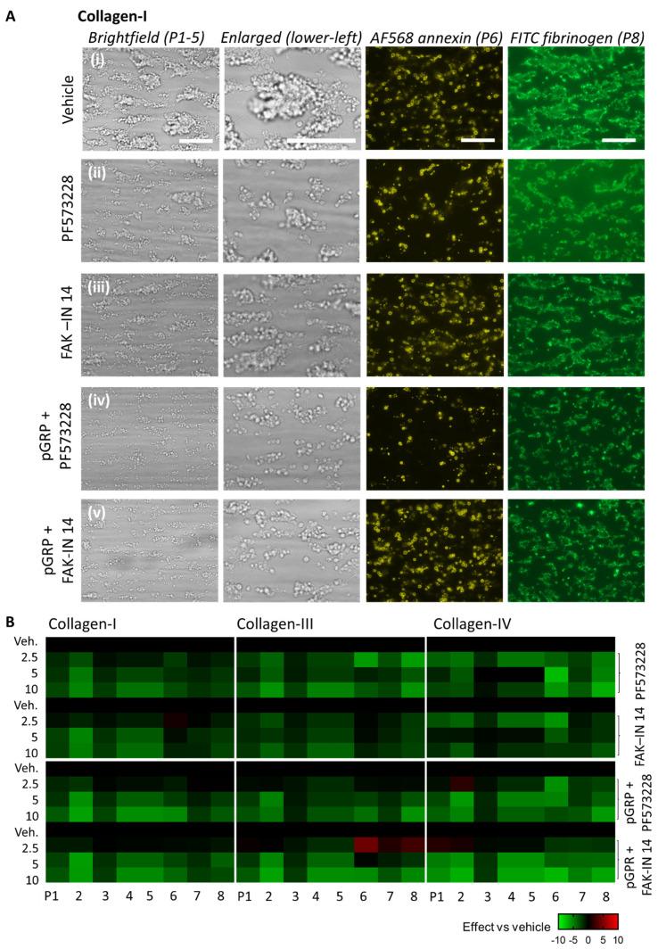 https://cdn.ncbi.nlm.nih.gov/pmc/blobs/eb18/9369275/ea27d00bad79/ijms-23-08688-g003.jpg