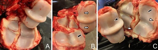 https://cdn.ncbi.nlm.nih.gov/pmc/blobs/eb18/9585069/3e816d4c1d3e/41598_2022_21398_Fig1_HTML.jpg