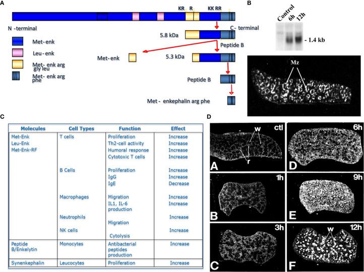 https://cdn.ncbi.nlm.nih.gov/pmc/blobs/eb19/8117212/95249321b776/fimmu-12-667850-g001.jpg