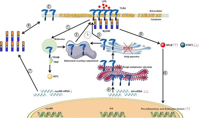 https://cdn.ncbi.nlm.nih.gov/pmc/blobs/eb19/8117212/ee4fe79951ca/fimmu-12-667850-g003.jpg