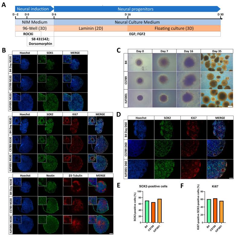 https://cdn.ncbi.nlm.nih.gov/pmc/blobs/eb20/11011893/219ccfc67094/cells-13-00591-g001.jpg