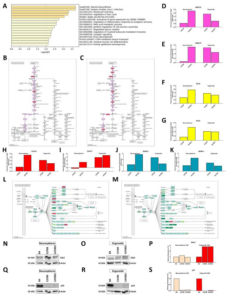 https://cdn.ncbi.nlm.nih.gov/pmc/blobs/eb20/11011893/b3dd6e13baed/cells-13-00591-g007.jpg