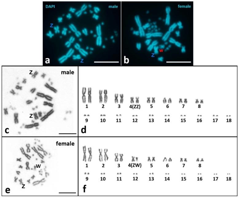 https://cdn.ncbi.nlm.nih.gov/pmc/blobs/eb24/9774092/3d6e55afeac2/animals-12-03563-g001.jpg