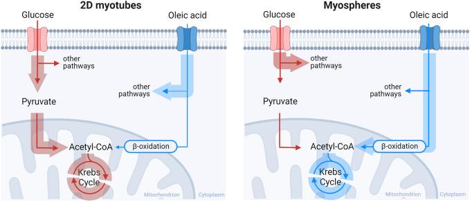 https://cdn.ncbi.nlm.nih.gov/pmc/blobs/eb27/10076718/54945e758692/fbioe-11-1130693-g005.jpg