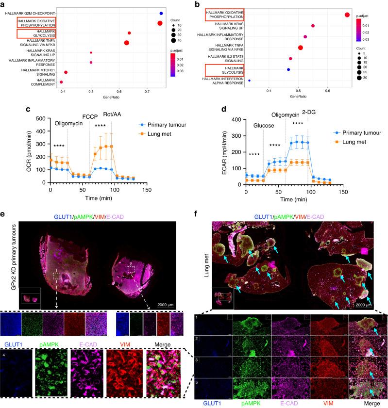 https://cdn.ncbi.nlm.nih.gov/pmc/blobs/eb2a/10951347/bfa5dc30c47e/41416_2023_2522_Fig5_HTML.jpg