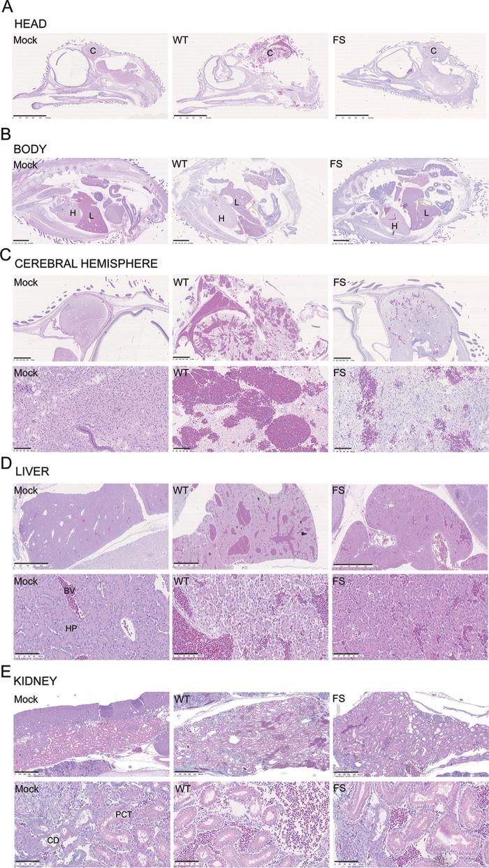 https://cdn.ncbi.nlm.nih.gov/pmc/blobs/eb33/6321911/0a2f166b57f9/JVI.01551-18-f0005.jpg