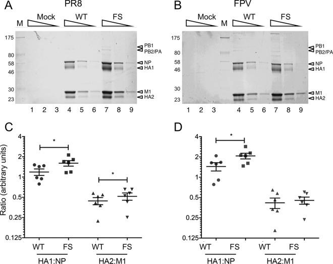 https://cdn.ncbi.nlm.nih.gov/pmc/blobs/eb33/6321911/3dbddeb25a0c/JVI.01551-18-f0007.jpg