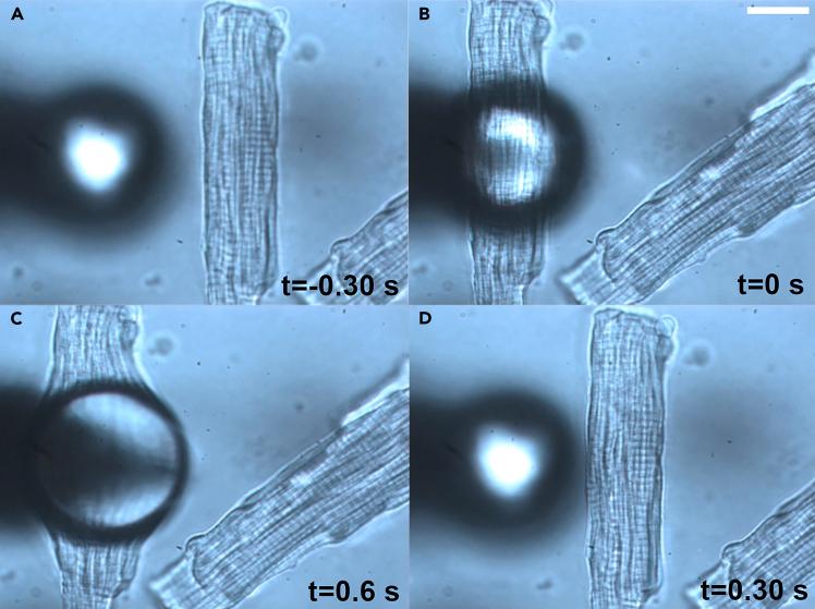 https://cdn.ncbi.nlm.nih.gov/pmc/blobs/eb37/12018553/a2a295062bd9/gr5.jpg