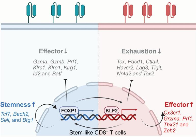 https://cdn.ncbi.nlm.nih.gov/pmc/blobs/eb38/11905144/2b0025f932d5/thnov15p3345g005.jpg