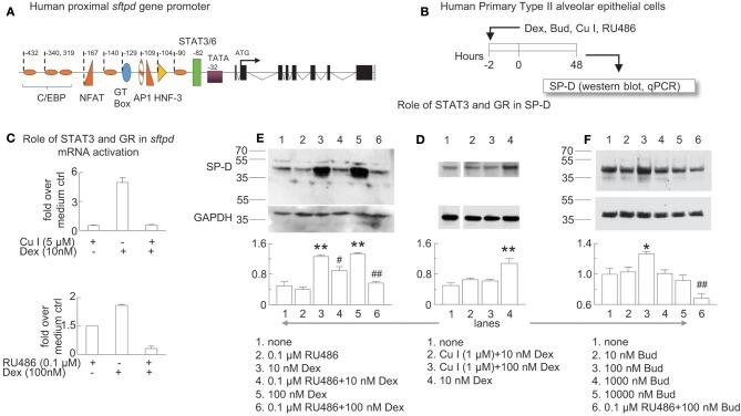 https://cdn.ncbi.nlm.nih.gov/pmc/blobs/eb3b/6753328/4153313f2439/fimmu-10-02173-g0007.jpg