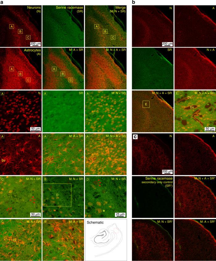 https://cdn.ncbi.nlm.nih.gov/pmc/blobs/eb43/7532172/0bd973bc16e0/41467_2020_18757_Fig5_HTML.jpg