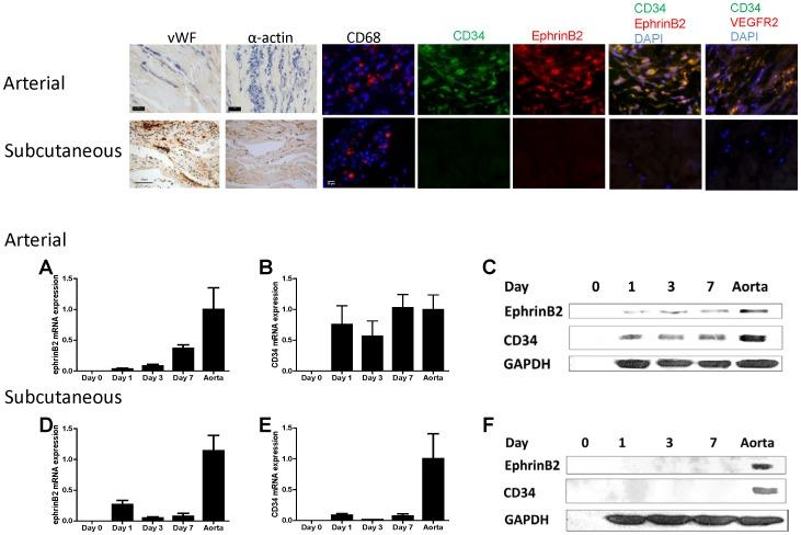 https://cdn.ncbi.nlm.nih.gov/pmc/blobs/eb46/3374760/a59739cb898f/pone.0038844.g003.jpg