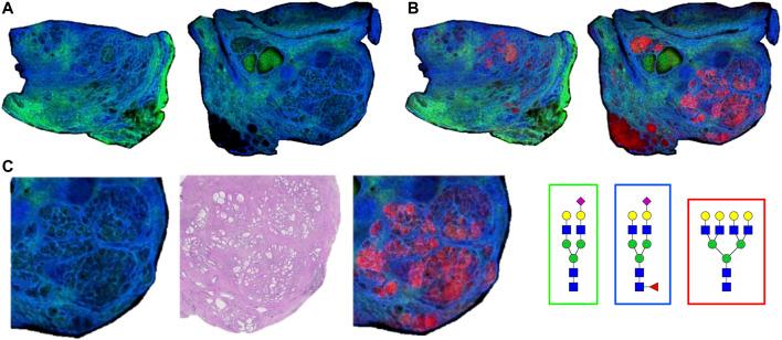 https://cdn.ncbi.nlm.nih.gov/pmc/blobs/eb46/8503230/9e99323afe9c/fchem-09-734280-g006.jpg